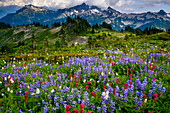 USA, Staat Washington, Mount-Rainier-Nationalpark. Wildblumen-Teppich am Rand des Paradise-Wanderwegs.