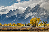 Pappeln in Herbstfärbung vor Teton Range, Grand-Teton-Nationalpark, Wyoming