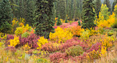 USA, Wyoming, Hoback Herbstfarben entlang Highway 89 mit Hartriegel, Willow, Evergreens, Espen