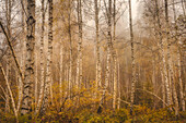 Foggy morning in the autumn birch forest, Bavaria, Upper Bavaria, Germany