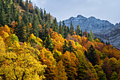 Bergwald oberhalb vom Großen Ahornboden an einem goldenen Herbsttag, Karwendel, Großer Ahornboden, Karwendel, Tirol, Österreich