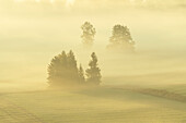 Herrlicher Nebelmorgen im Kochelmoos im September, Sindesldorf, Großweil, Bayern, Deutschland