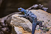 Blue lizard on a stone moulting, Berlin Zoo, Germany