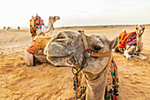 Afrika, Ägypten, Kairo. Gizeh-Plateau. Kamele in der Nähe der Pyramiden von Gizeh.