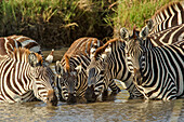 Burchell's zebras drinking at sunrise, Masai Mara, Kenya, Africa, Equus quagga