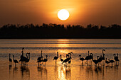 Afrika, Kenia, Amboseli-Nationalpark. Rosaflamingos im Wasser bei Sonnenaufgang