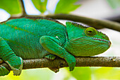Madagascar, Marozevo, Peyrieras Reptile Farm. Parson's chameleon.
