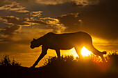 Namibia. Gepard-Silhouette bei Sonnenuntergang.