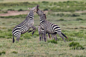 Burchell's Zebra stallions fighting, Serengeti National Park, Tanzania, Africa,