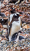 Gentoo Penguin family and chick, Yankee Harbor, Greenwich Island, Antarctica.