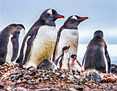 Gentoo Penguin family and chicks, Yankee Harbor, Greenwich Island, Antarctica.