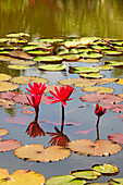 Thailand. Königlicher Park Ratchaphruk. Wasserlilien.