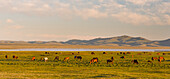 Pferde auf ihrer Alm am See Song Kol (Son Kul, Songkol, Song-Koel). Tien Shan-Gebirge oder himmlische Berge in Kirgisien, Kirgisistan