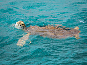 Caribbean, Grenada, Tobago Cays. Green sea turtle in water