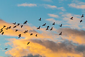 Karibik, Trinidad, Caroni-Sumpf. Scharlachrote Ibis-Vögel im Flug bei Sonnenuntergang