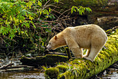 Kanada, Britisch-Kolumbien, Inside Passage. White Spirit Bear jagt am Riordan Creek nach Fischen