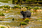 Kanada, Britisch-Kolumbien, Inside Passage. Schwarzbären beim Lachsangeln am Qua Creek
