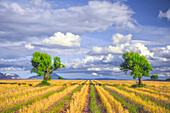 Europa, Frankreich, Provence, Hochebene von Valensole. Junge Lavendel- und Weizenpflanzen umgeben Bäume