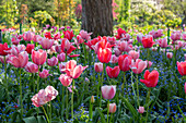 France, Giverny. Side lit tulips in evening light