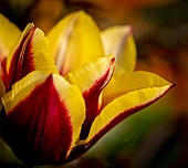 France, Giverny. Close-up orange and yellow tulip petals