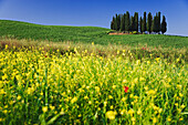 Italien, Toskana. Zypressen und Wildblumen auf dem Hügel