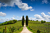 Europe, Italy, Tuscany, Chianti. Vineyard and cypress trees