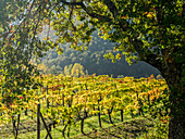 Europa, Italien, Chianti. Weinberg im Herbst in der Chianti-Region der Toskana.