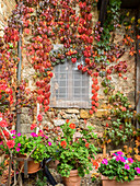 Europe, Italy, Chianti. Potted pink geraniums and fall colored climbing vine on the exterior stone wall in the walled town of Monteriggioni.