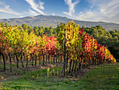 Europe, Italy, Chianti. Vineyard in autumn in the Chianti region of Tuscany.
