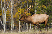 Bull Elk, Herbstespen