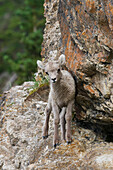 Bighorn Sheep Lamb