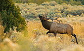 Rocky-Mountain-Elchbulle