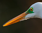 Bright green lores identify a great egret in breeding plumage.