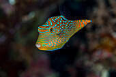 Fidschi. Nahaufnahme von Papua-Toby-Fischen