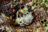 South Pacific, Solomon Islands. Redspotted blenny fish amid coral