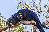 Brazil, Pantanal. Hyacinth macaw pair in tree