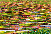 Brasilien, Mato Grosso, Pantanal, Porto Jofre, riesige Seerosen (Victoria Amazonica).