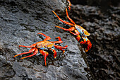 Sally Leichtfußkrabbe. Insel Espanola, Galapagos-Inseln, Ecuador.