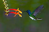 Costa Rica. White-necked Jacobin hummingbird