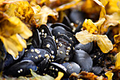 Alaska, Ketchikan, mussels on beach with barnacles.