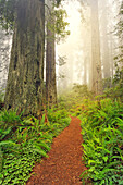 Footpath through Redwood trees and Pacific Rhododendron in fog, Redwood National Park, California, Damnation trail.