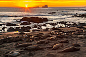 USA, Kalifornien, Piedras Blancas. Nördliche See-Elefanten am Strand bei Sonnenuntergang