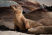 USA, California, La Jolla. Baby sea lion and adults on beach