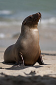 USA, Kalifornien, La Jolla. Junger Seelöwe auf Sand