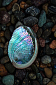 USA, California, La Jolla. Baby abalone shell on cobblestone beach
