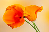 USA, California. Close-up of orange poppy.