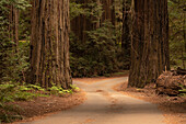 USA, Kalifornien, Jedediah Smith Redwoods State Park. Schotterweg schlängelt sich durch alte Küstenmammutbäume.