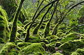 USA, California. Lush green mosses and ferns cover the trees during the rainy season in Sugarloaf State Park.