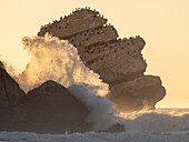 Pillar Rock, eine kleine Felsformation neben Morro Rock (links zu sehen) in Morro Bay, Kalifornien, mit Kormoranen und Big Wave, Sonnenuntergang