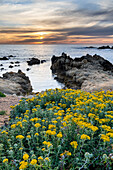 Eidechsenschwanz-Wildblumen, die den Blick auf den Sonnenuntergang von Monterey Bay lenken